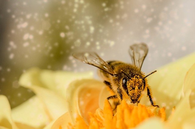 Polline biologico: come assumerlo e dove comprarlo
