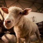 Allevamenti biologici
