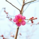 Skin Care Coreana