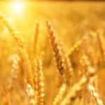 cereali integrali biologici