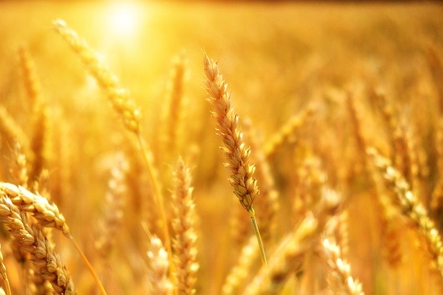 I migliori cereali integrali biologici per un’alimentazione sana ed equilibrata