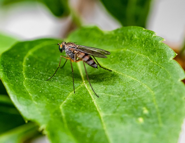 Migliori repellenti per zanzare biologici e naturali