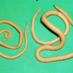 Ascaris Lumbricoides