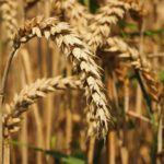 sementi bio