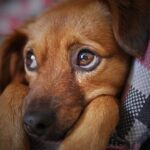 Carni biologiche in scatola per cani