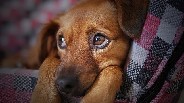 Carni biologiche in scatola per cani