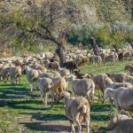 Allevamento biologico