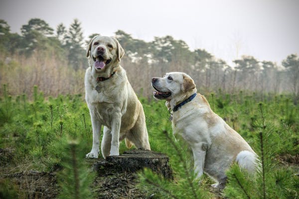 Pet therapy cani: ecco quali benefici può apportare e come funziona