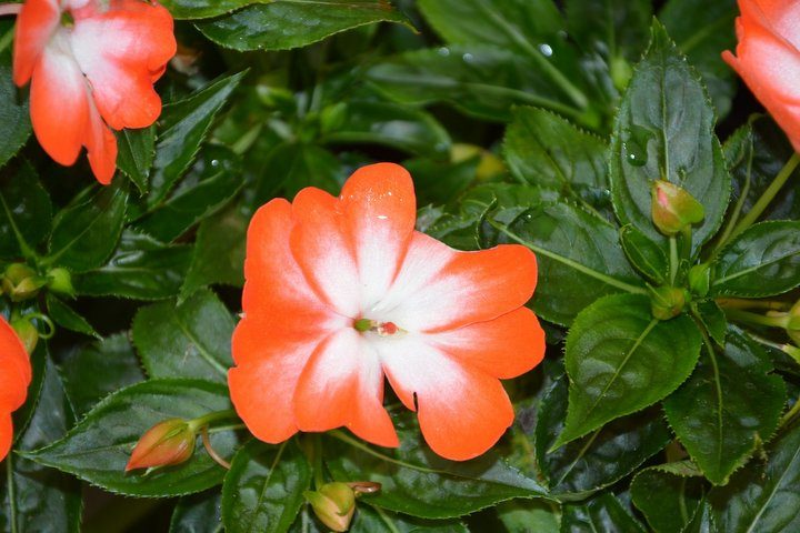 I fiori della Balsamina: quali sono? Come si usano e coltivano?