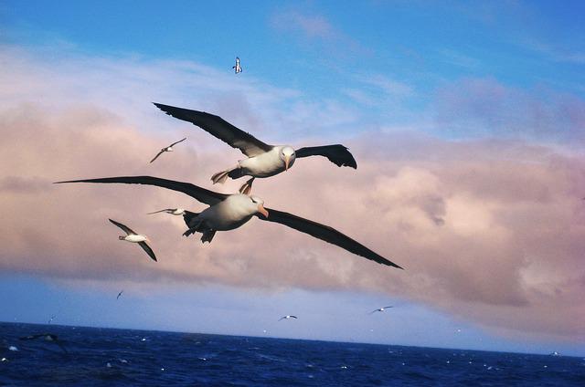 E’ simile al gabbiano: che uccello è l’albatros? Che differenze ci sono tra i due?