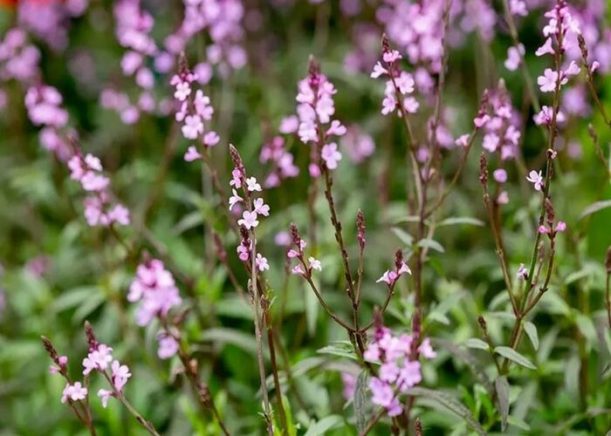Produce fiori in spighe: ecco i benefici e gli usi della verbena