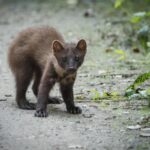 animali
