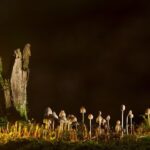 funghi